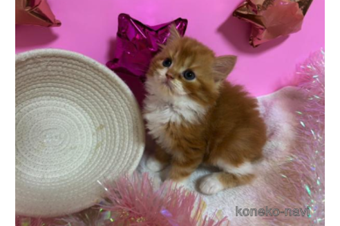 成約済の大阪府のスコティッシュフォールド-68357の2枚目